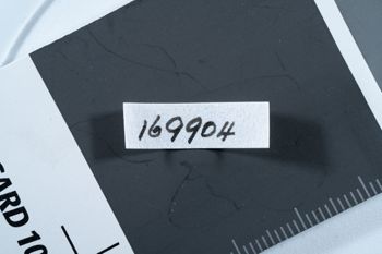 Media type: image;   Malacology 169904 Description: Digital documentation photo of preserved specimen.;